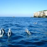 Outdoor holidays in Portugal: Dolphin Spotting